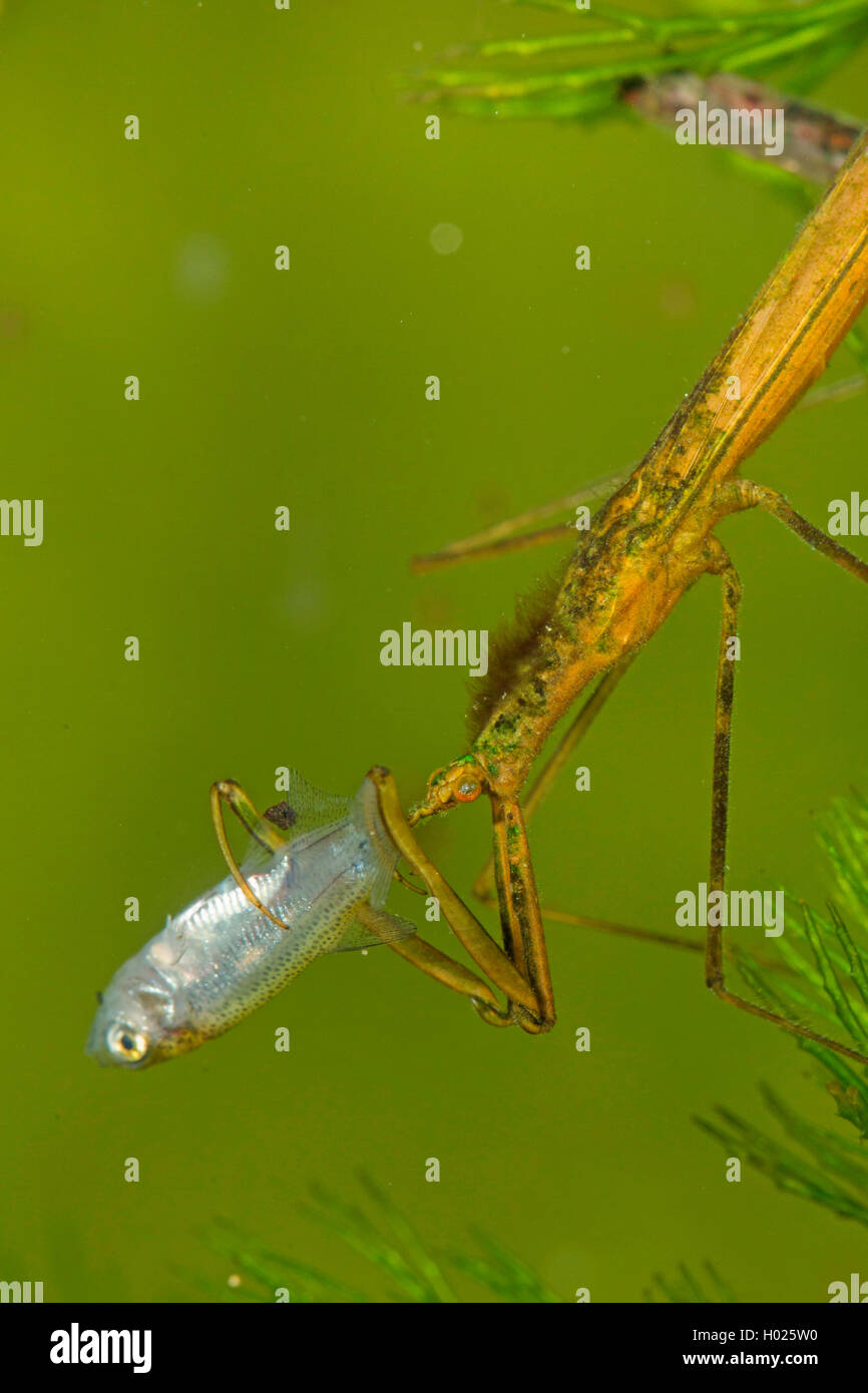 Water Stick Insect, Long-bodied Water Scorpion, Needle Bug (Ranatra linearis), eating a preyed young bream, half-length portrait, Germany Stock Photo