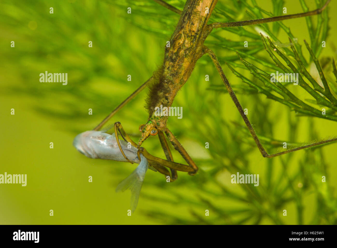 Water Stick Insect, Long-bodied Water Scorpion, Needle Bug (Ranatra ...