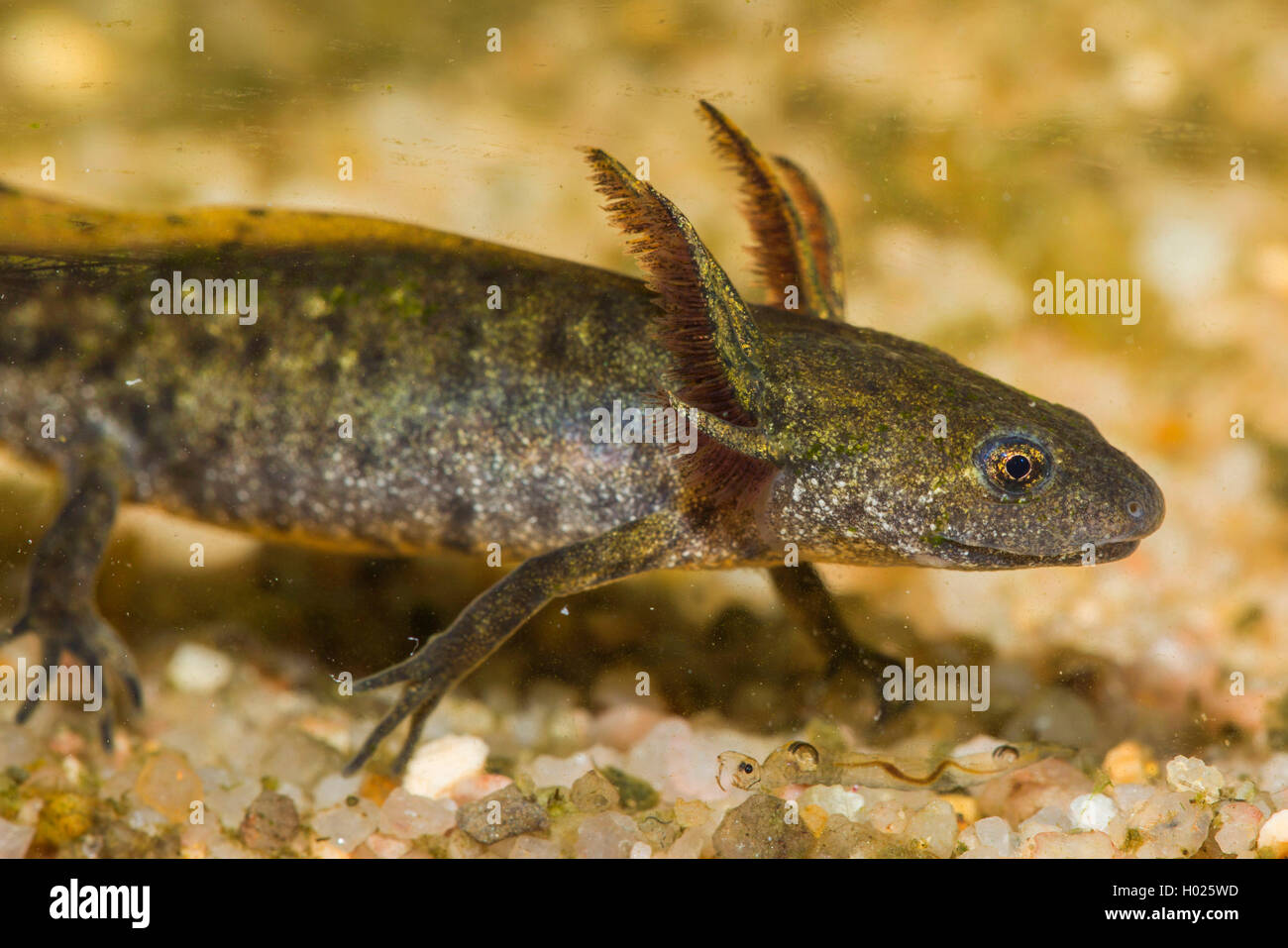 Larve Molch High Resolution Stock Photography And Images Alamy