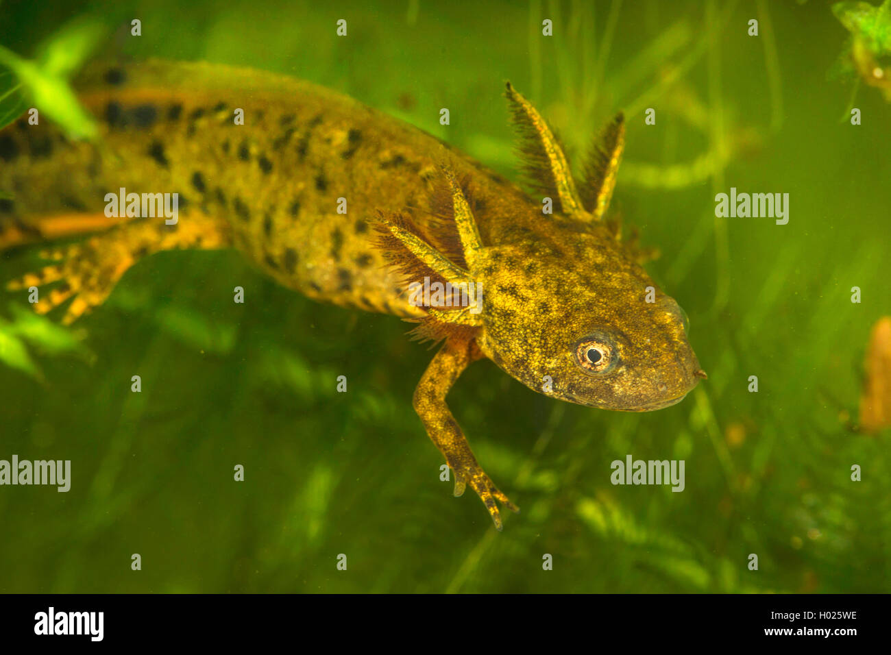 Kamm-Molch, Kammmolch (Triturus cristatus), Larve mit aeusseren Kiemen, Deutschland | warty newt, crested newt, European crested Stock Photo