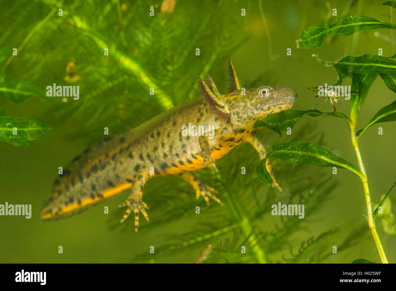 Kamm-Molch, Kammmolch (Triturus cristatus), Lave mit aeusseren Kiemen, fixiert Beute, Deutschland | warty newt, crested newt, Eu Stock Photo