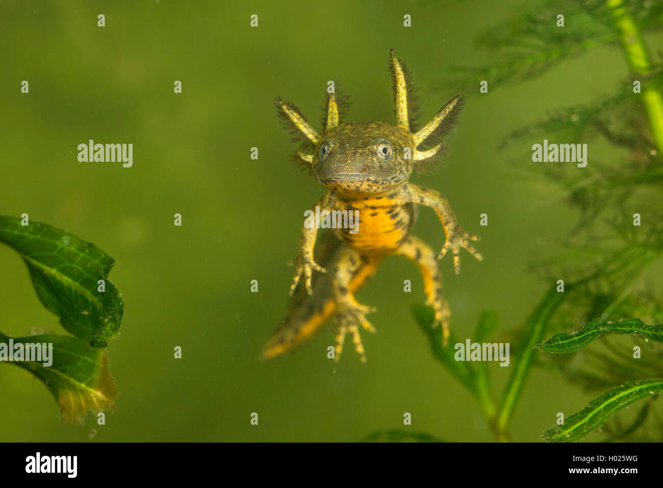 Kamm-Molch, Kammmolch (Triturus cristatus), Lave mit aeusseren Kiemen, frei schwimmend, Deutschland | warty newt, crested newt,  Stock Photo