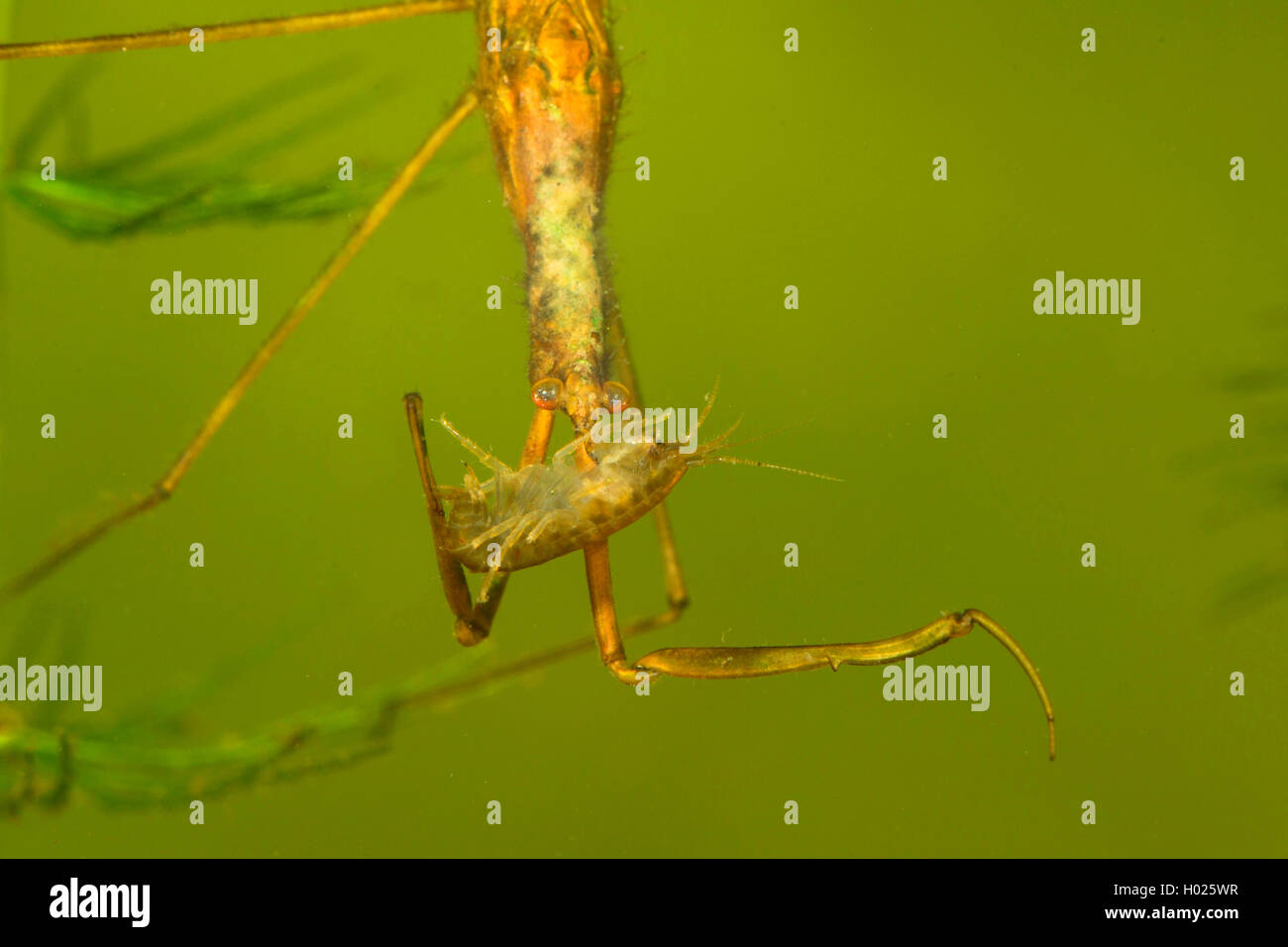 Water Stick Insect, Long-bodied Water Scorpion, Needle Bug (Ranatra linearis), with prey, Germany Stock Photo