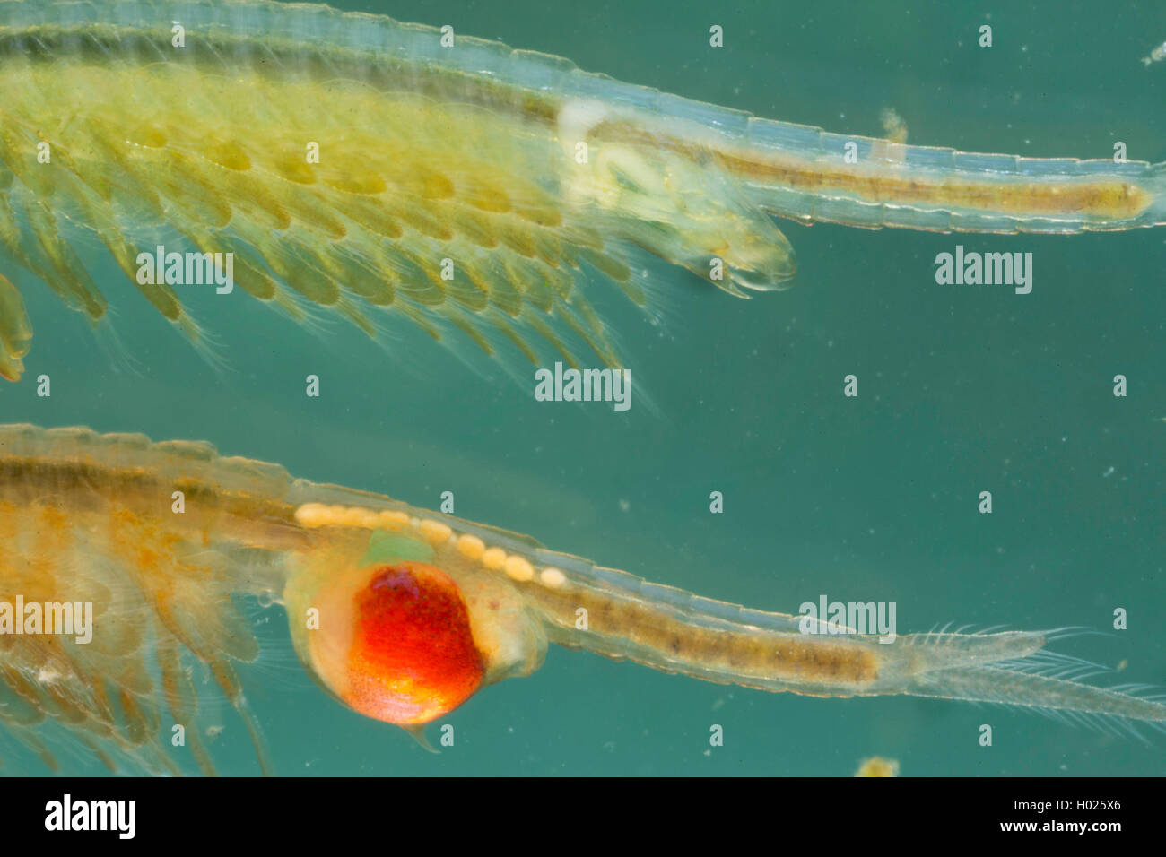 macrocrustacean, Anostraca (Tanymastix stagnalis), female and male, genitalia, Germany Stock Photo