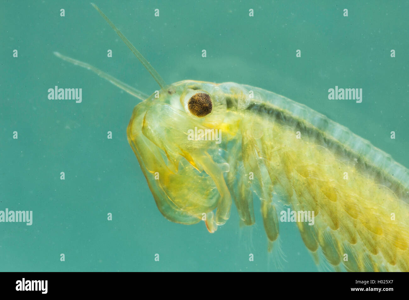 macrocrustacean, Anostraca (Tanymastix stagnalis), portrait of male, Germany Stock Photo