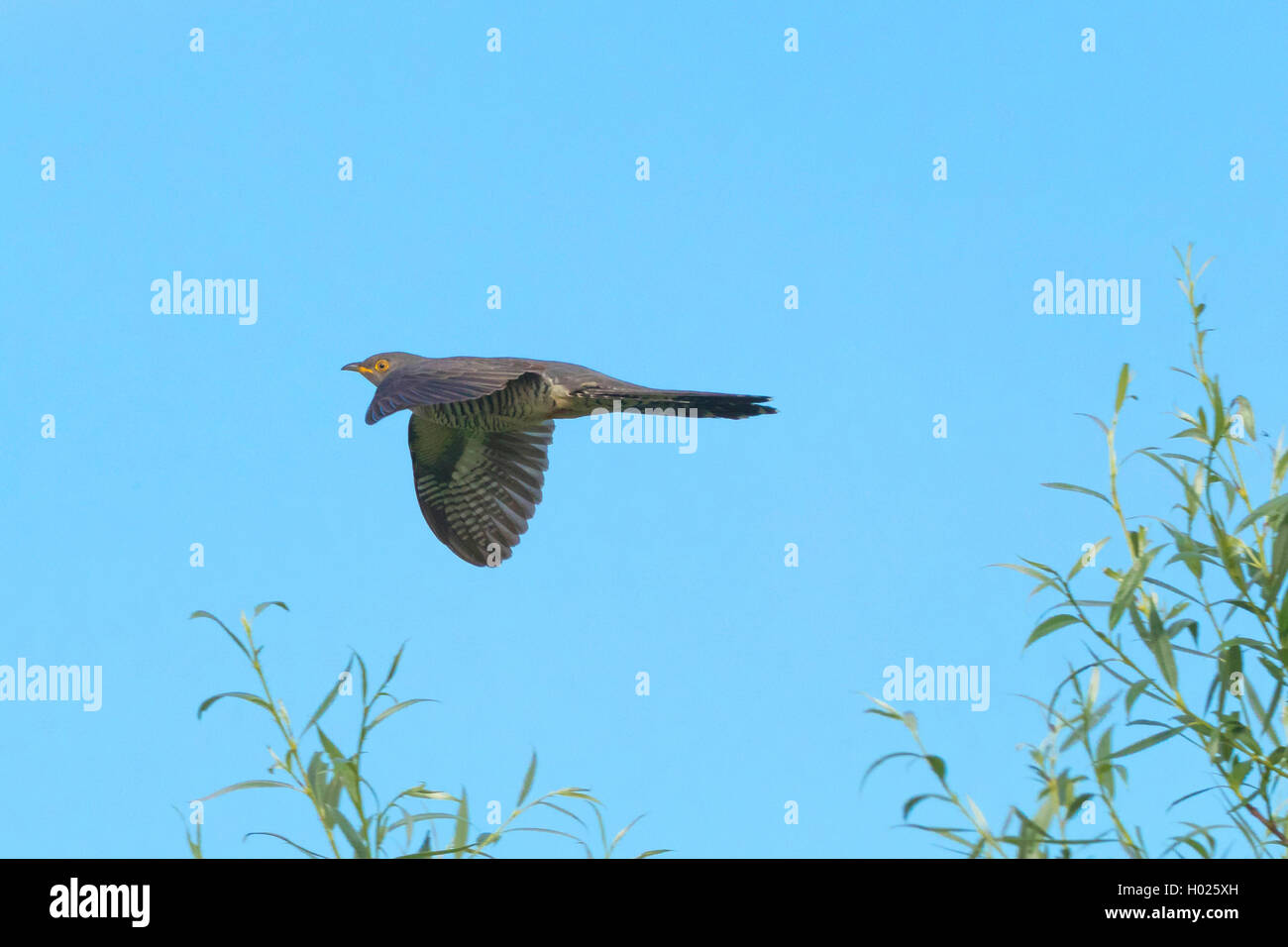 Eurasian cuckoo (Cuculus canorus), flying, Germany, Bavaria Stock Photo