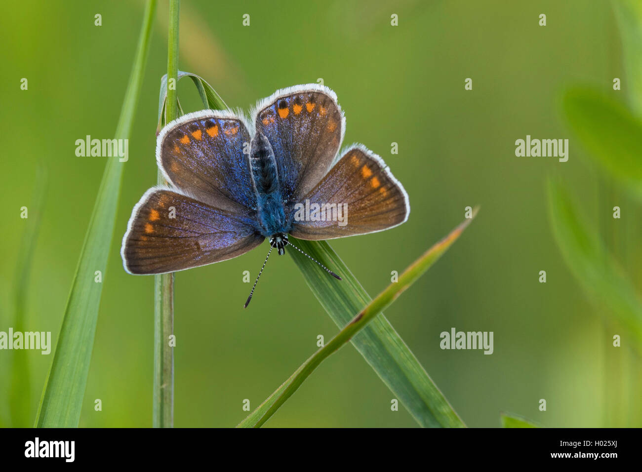 common blue (Polyommatus icarus), female, Germany, Bavaria Stock Photo