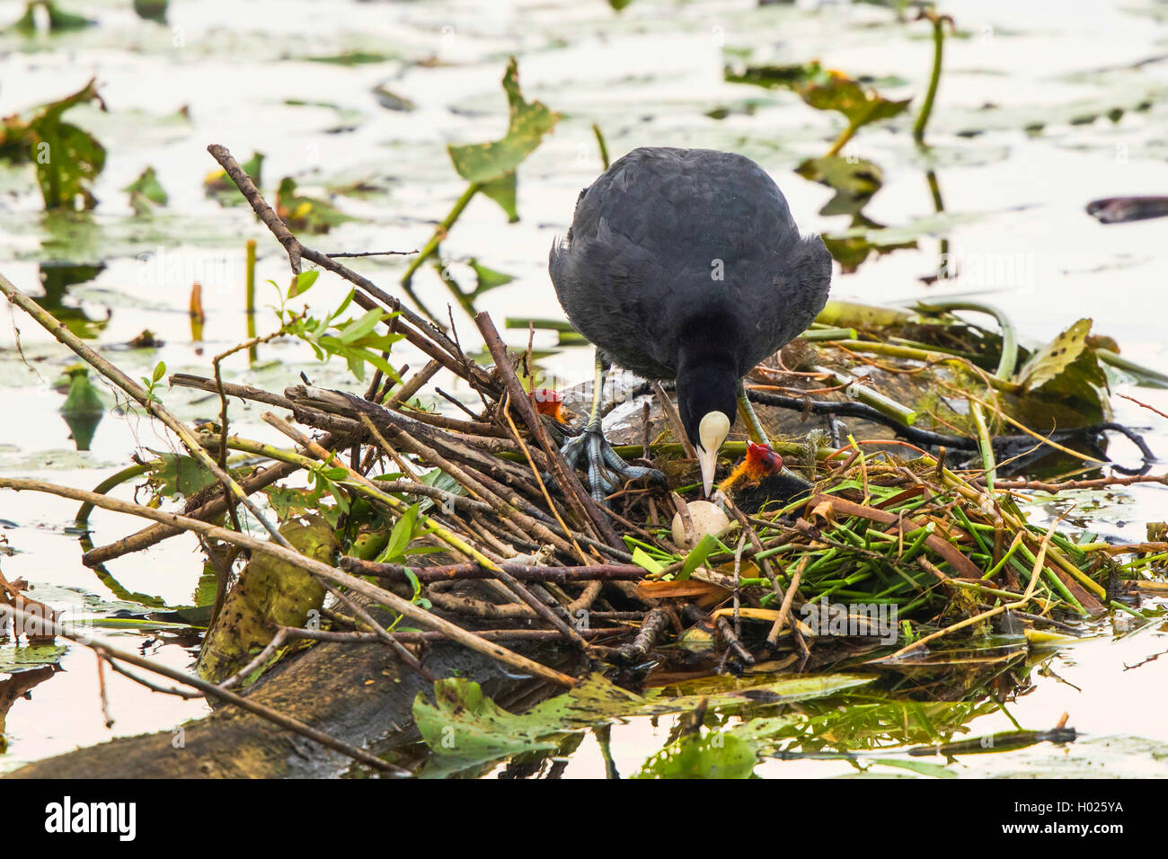 black coot (Fulica atra), in its nest with egg and hatched chicks, Germany, Bavaria Stock Photo