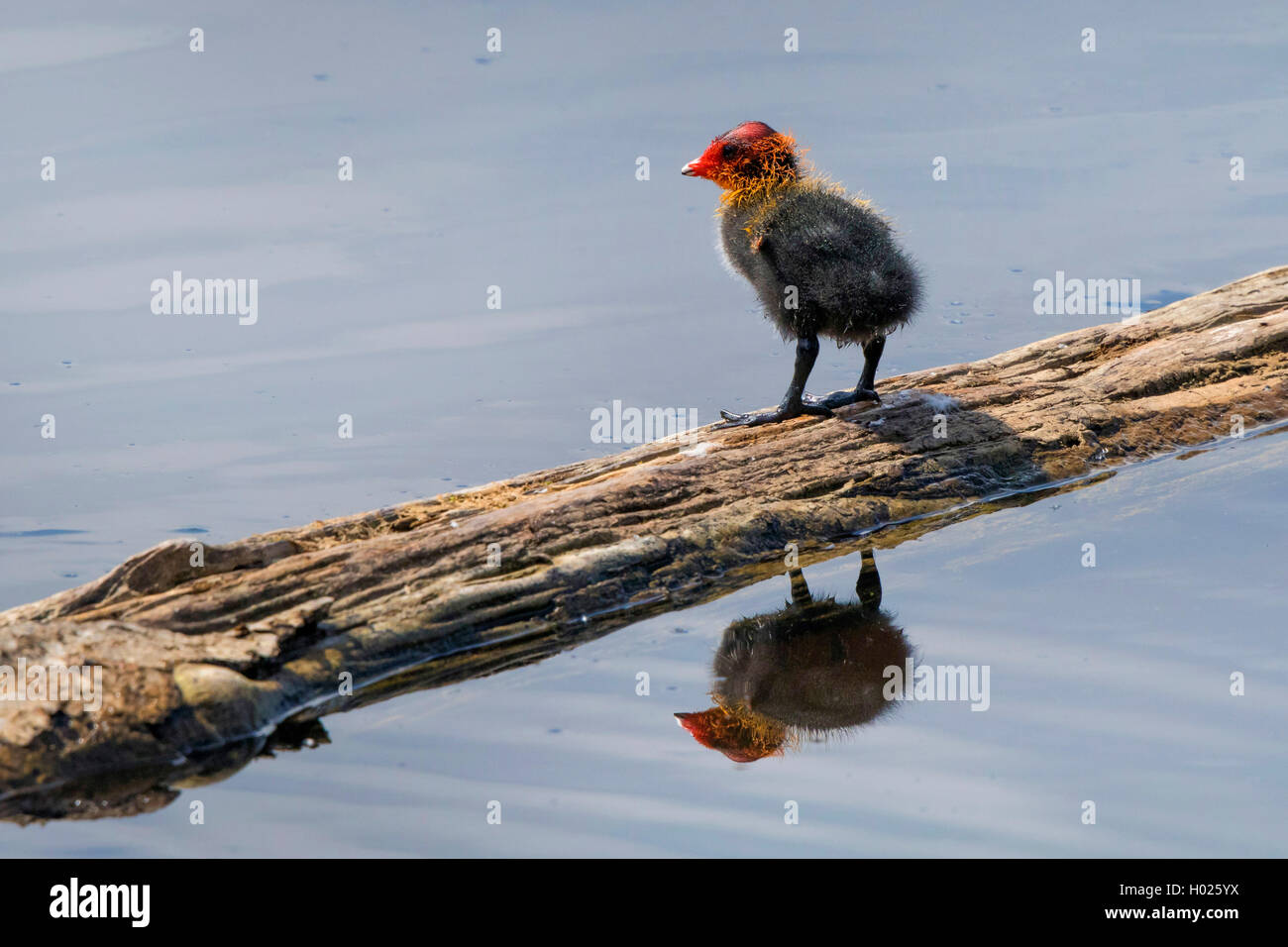 black coot (Fulica atra), squeeker on a wood stick in water, Germany, Bavaria Stock Photo