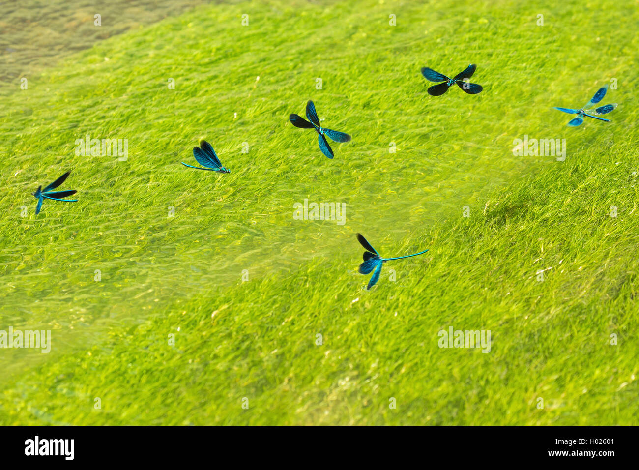 bluewing, demoiselle agrion (Calopteryx virgo), several males at place of egg deposition, Germany, Bavaria, Isental Stock Photo