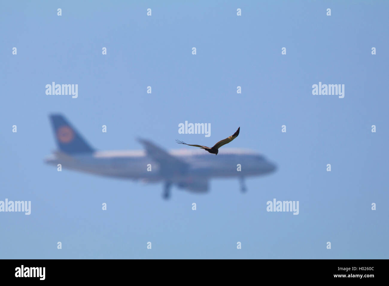 Western Marsh Harrier (Circus aeruginosus), flying in front of a Lufthansa airbus, Germany, Bavaria, Erdinger Moos Stock Photo