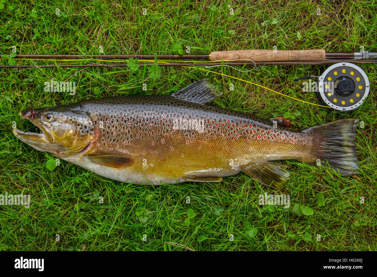 brown trout, river trout, brook trout (Salmo trutta fario), caught with a fly rod, Germany, Bavaria, Erdinger Moos Stock Photo