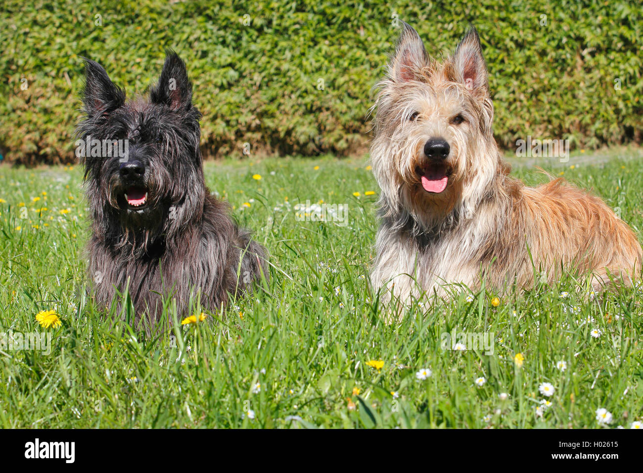 Berger de Picardie, Berger Picard (Canis lupus f. familiaris), two twenty-two months and seven years old male dog lying in a meadow, front view, Germany Stock Photo