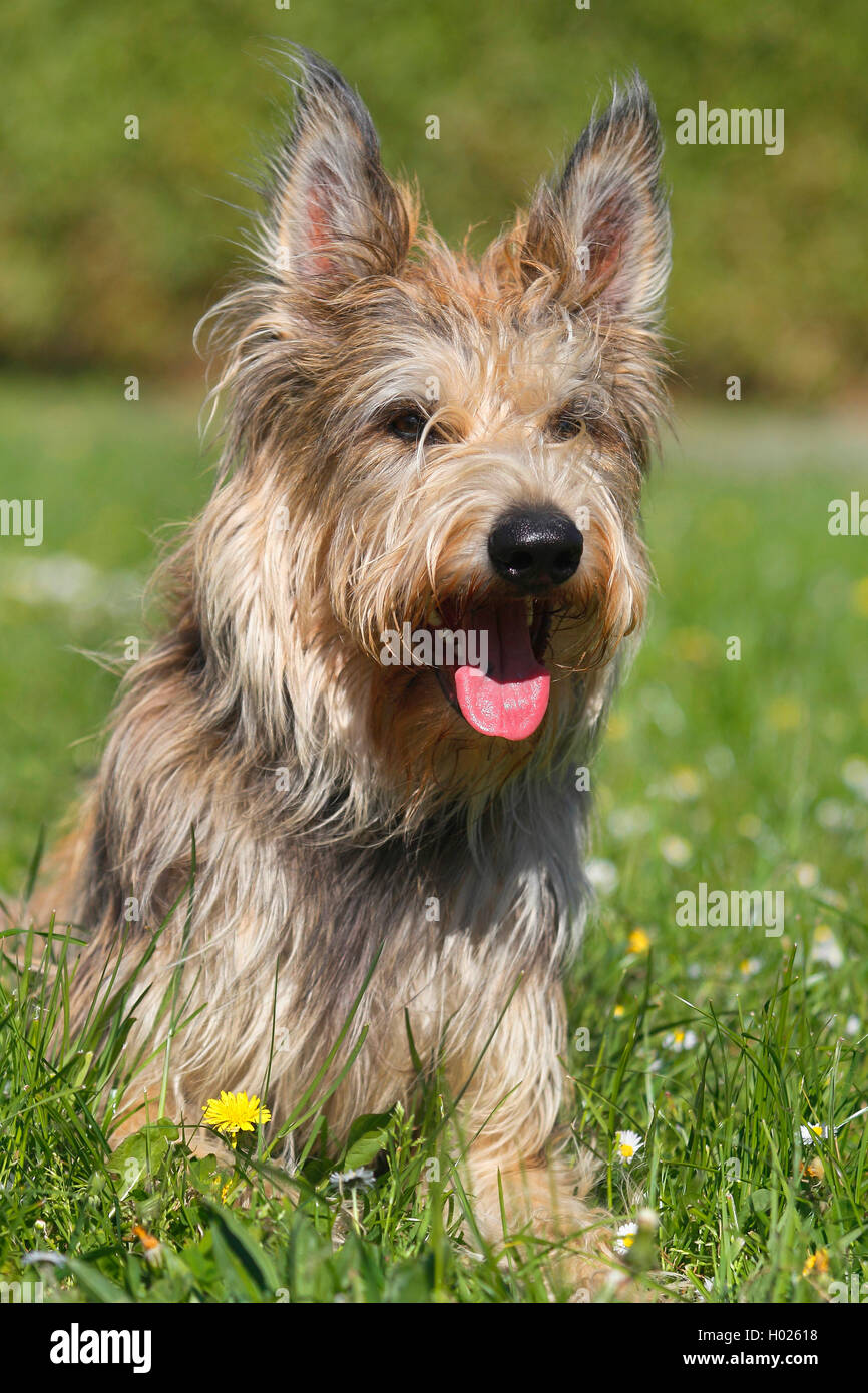 Berger de Picardie, Berger Picard (Canis lupus f. familiaris), twenty-two months old whelp lying in a meadow, front view, Germany Stock Photo