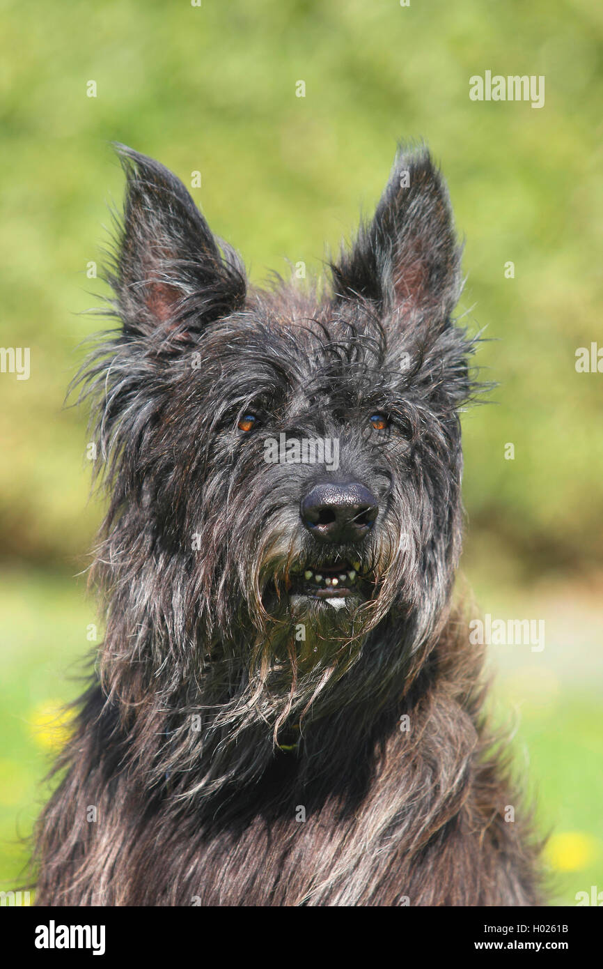 Berger de Picardie, Berger Picard (Canis lupus f. familiaris), seven years old male dog, portrait, Germany Stock Photo