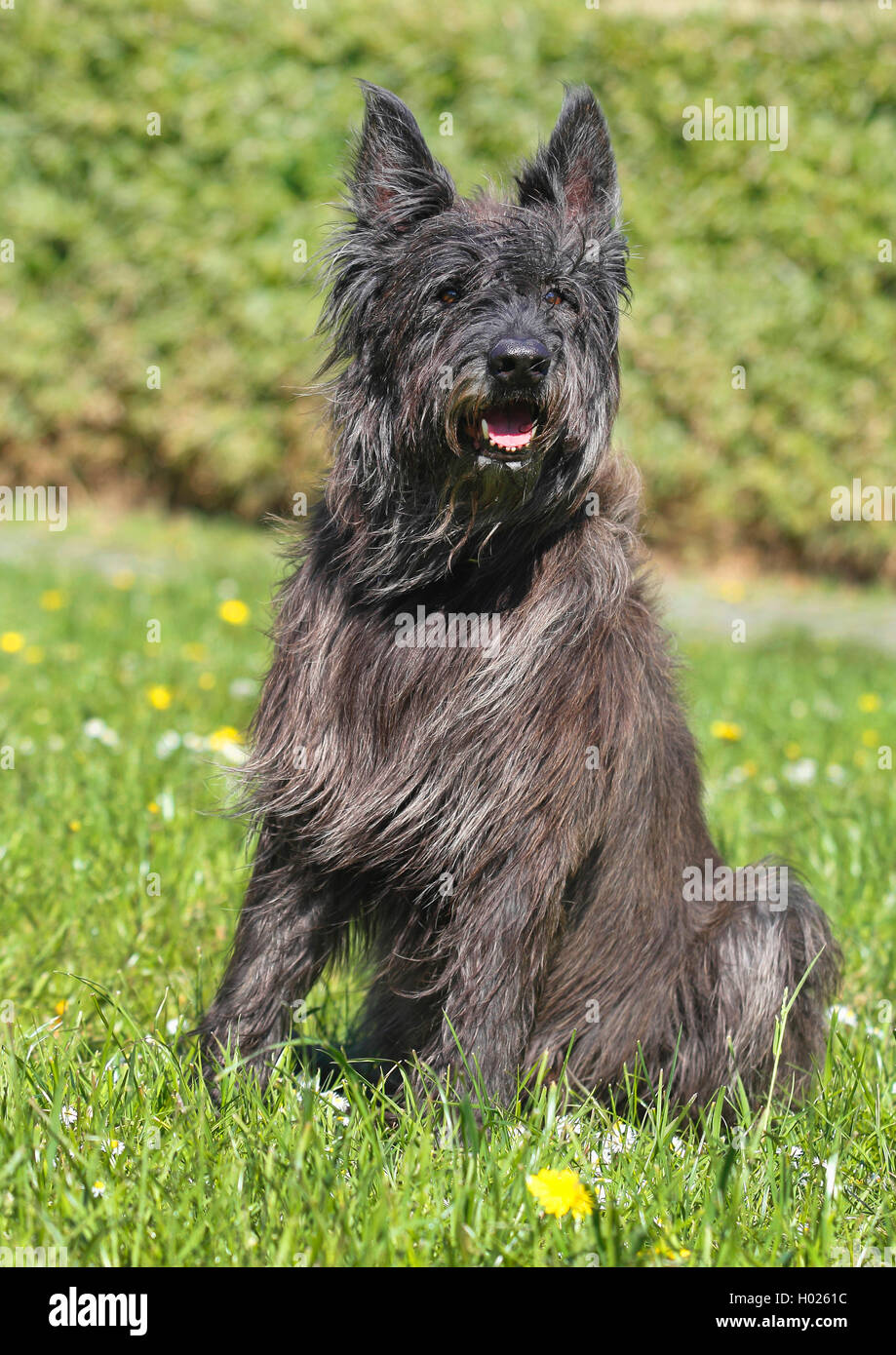Berger de Picardie, Berger Picard (Canis lupus f. familiaris), seven years old male dog sitting in a meadow, Germany Stock Photo