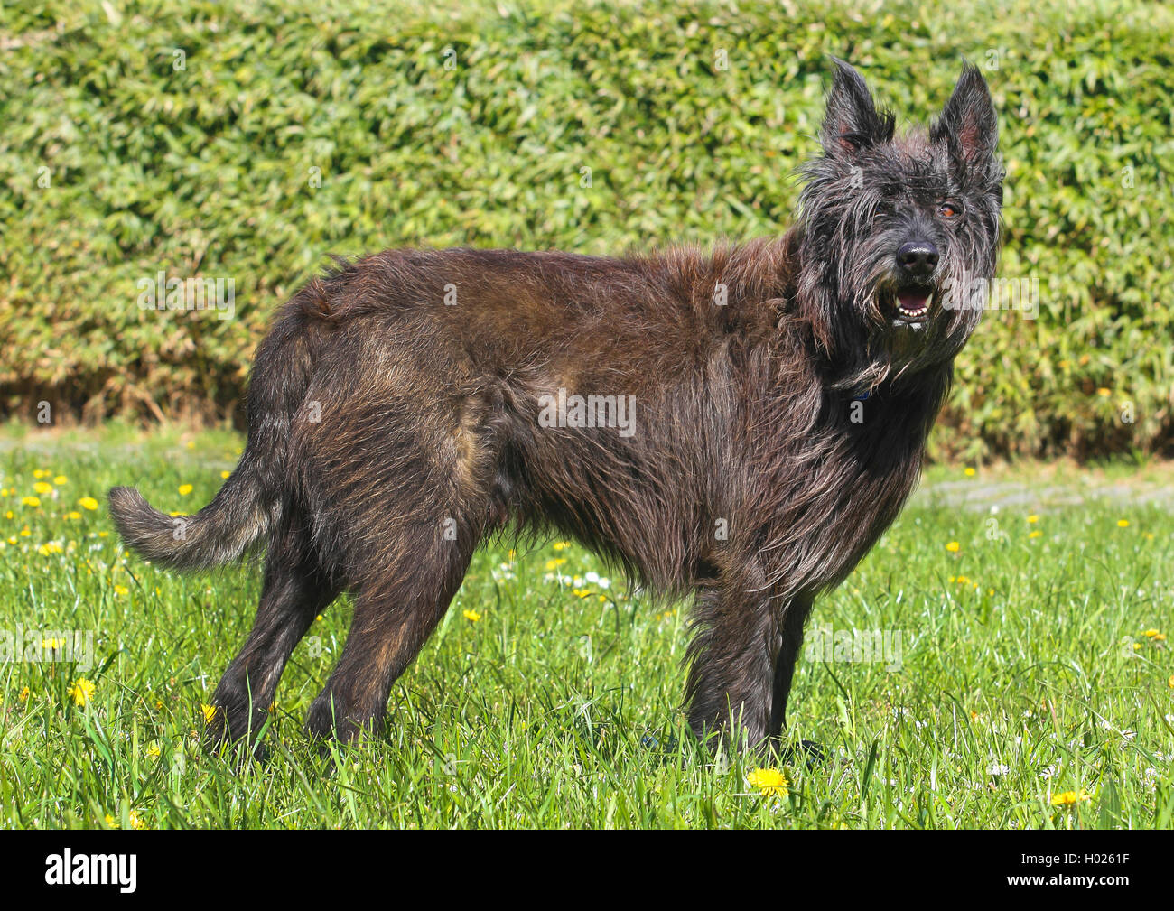 Berger de Picardie, Berger Picard (Canis lupus f. familiaris), seven years old male dog standing in a meadow, Germany Stock Photo