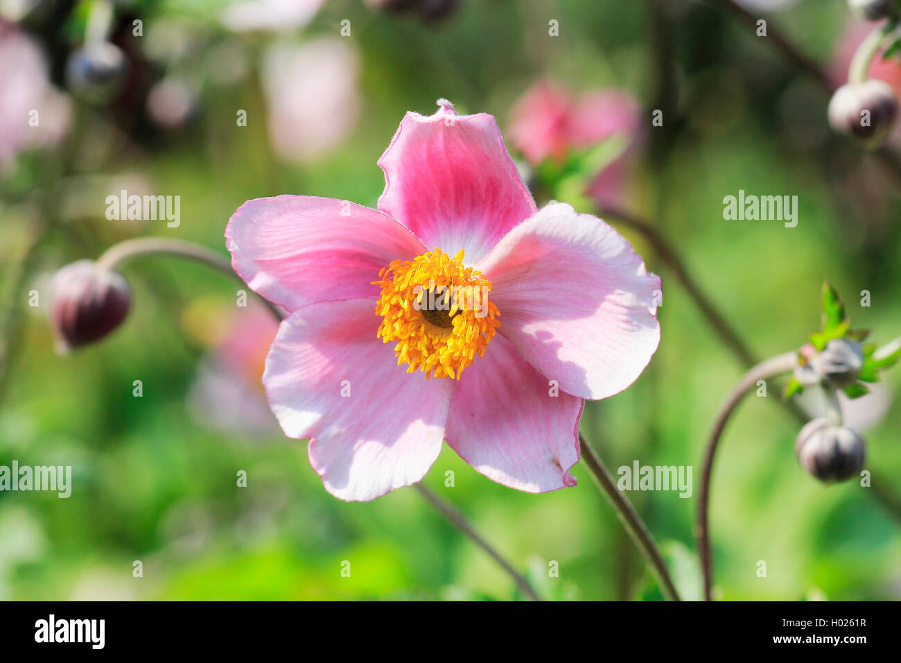 Japanese anemone, Japanese windflower, Chinese anemone (Anemone hupehensis, Anemone hupehensis var. hupehensis), flower Stock Photo