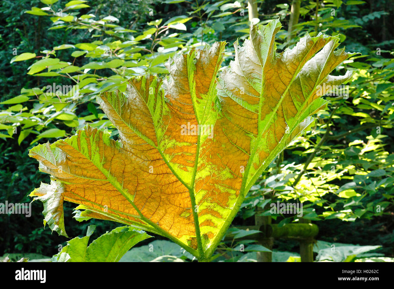 giant gunnera (Gunnera manicata), leaf Stock Photo