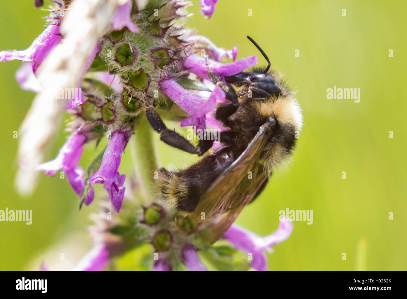 bumble bee (Bombus magnus), drinking nectar from Purple betony, Germany, Bavaria Stock Photo