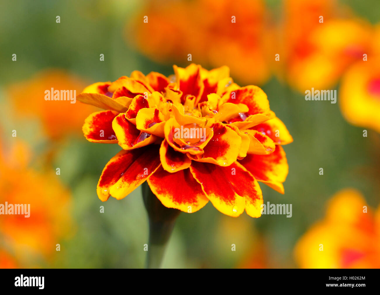 French marigold (Tagetes patula), inflorescence Stock Photo