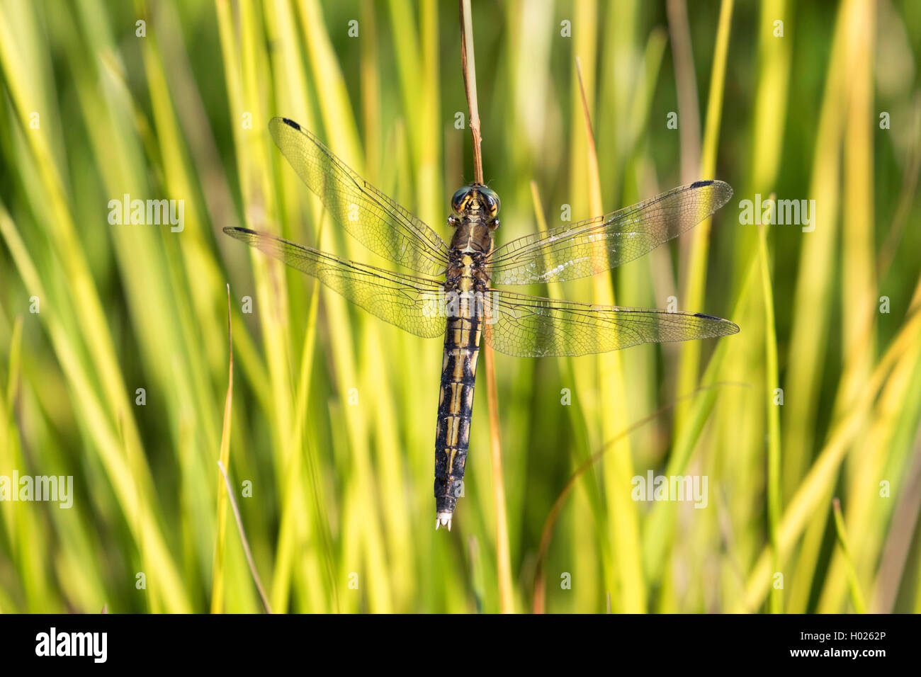 Two-spotted dragonfly (Epitheca bimaculata, Libellula bimaculata), on grass blade, Germany, Bavaria Stock Photo