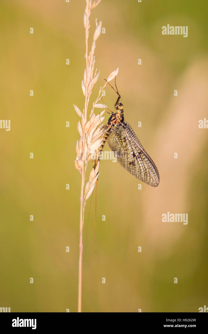 Common mayfly (Ephemera vulgata), sitting at a grass, Germany, Bavaria Stock Photo