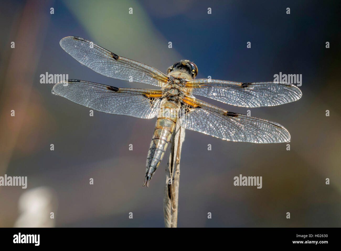 four-spotted libellula, four-spotted chaser, four spot (Libellula quadrimaculata), sitting, Germany, Bavaria Stock Photo