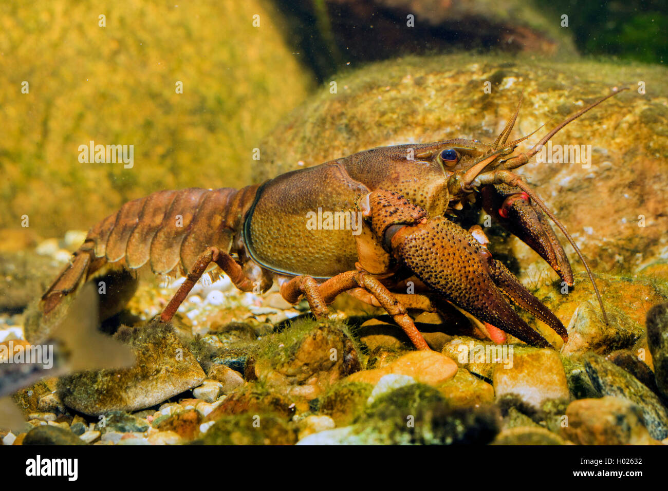 European crayfish, Noble crayfish, Broadfingered crayfish (Astacus