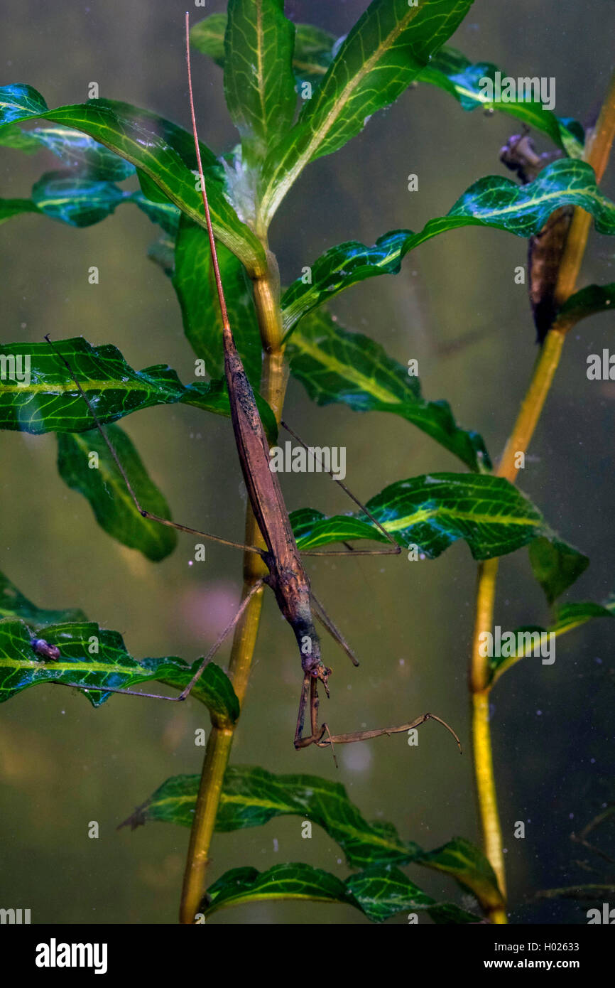 Water Stick Insect, Long-bodied Water Scorpion, Needle Bug (Ranatra linearis), sitting on a water plant, lurking , Germany Stock Photo