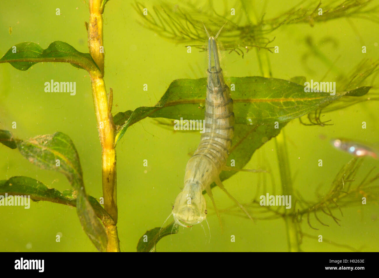 Great diving beetle (Dytiscus marginalis), larva just after skinning with tranlucent organs, Germany Stock Photo