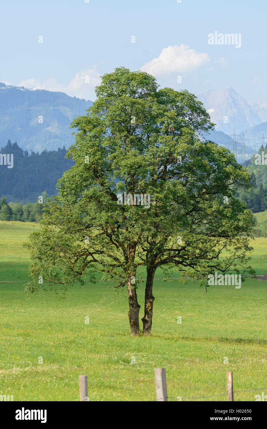 sycamore maple, great maple (Acer pseudoplatanus), singlte tree on a meadow, Austria, Hohe Tauern National Park, Zell Am See Stock Photo