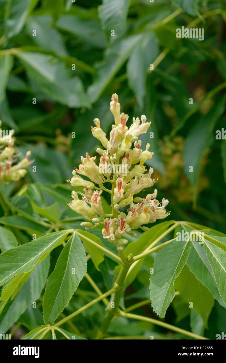 fetid buckeye, Ohio buckeye (Aesculus glabra), inflorescence, Germany, Saxony Stock Photo