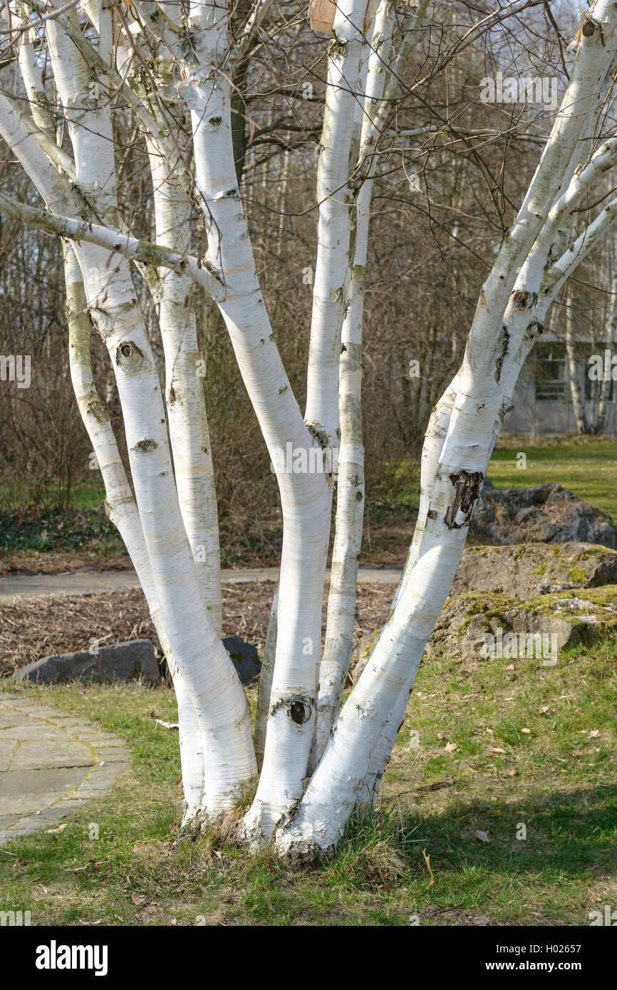 White Barked Himalayan Birch (Betula utilis 'Doorenbos', Betula utilis Doorenbos), trunks, cultivar Doorenbos Stock Photo