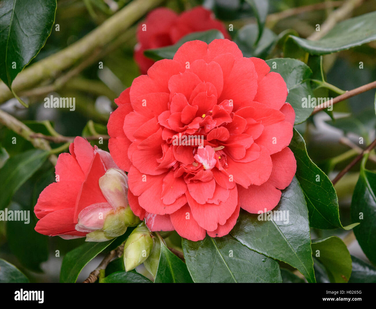 Japanese camellia (Camellia japonica 'Althaeiflora', Camellia japonica Althaeiflora), cultivar Althaeiflora Stock Photo