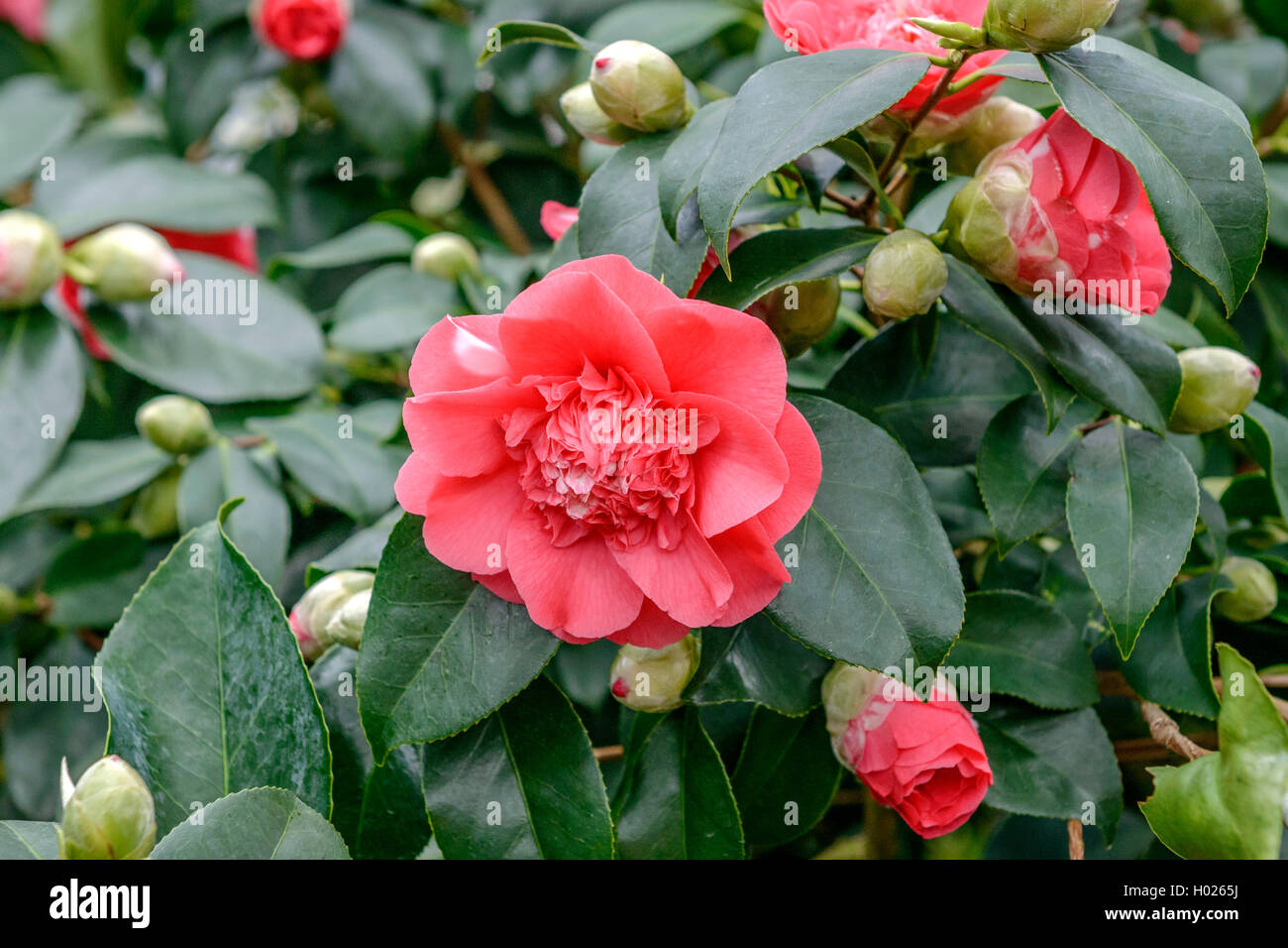 Japanese camellia (Camellia japonica Chandler's Elegans, Camellia japonica Chandler's Elegans), cultivar Chandler's Elegans Stock Photo