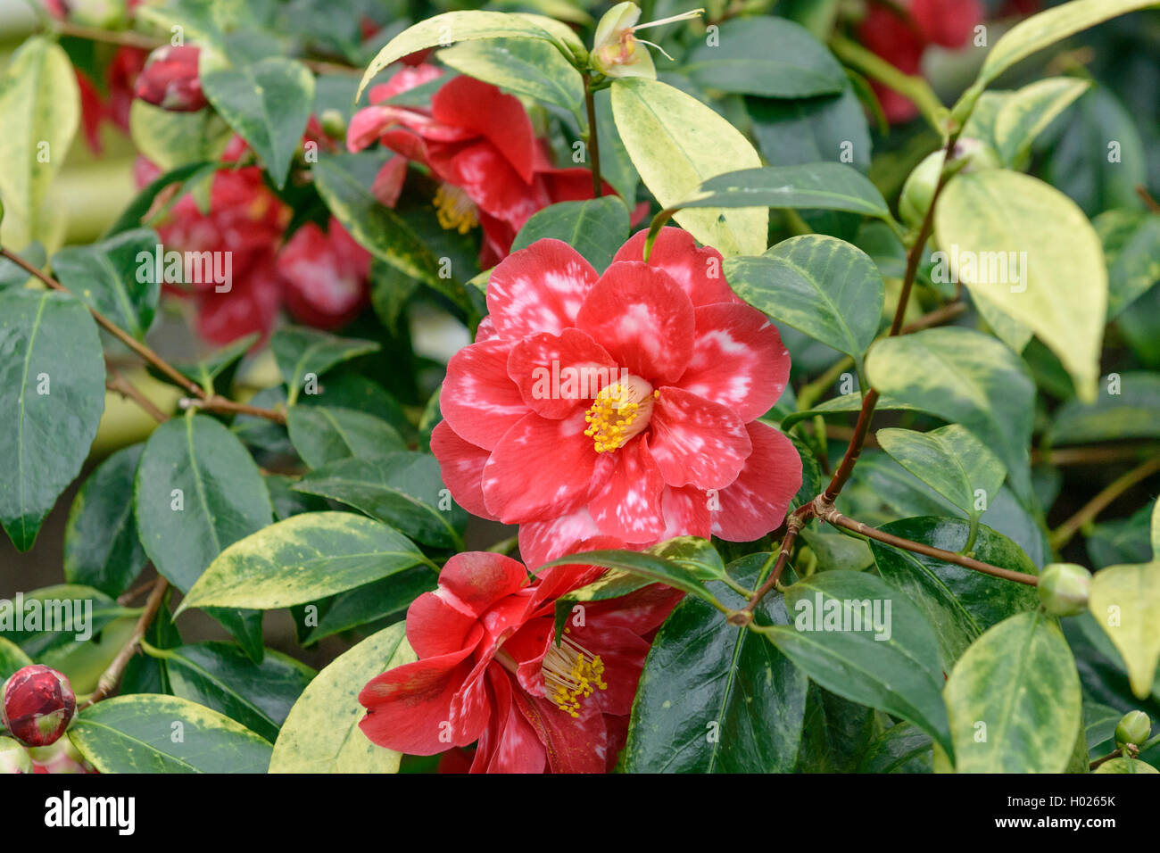 Japanese camellia (Camellia japonica 'Donckelaeri', Camellia japonica Donckelaeri), cultivar Donckelaeri Stock Photo