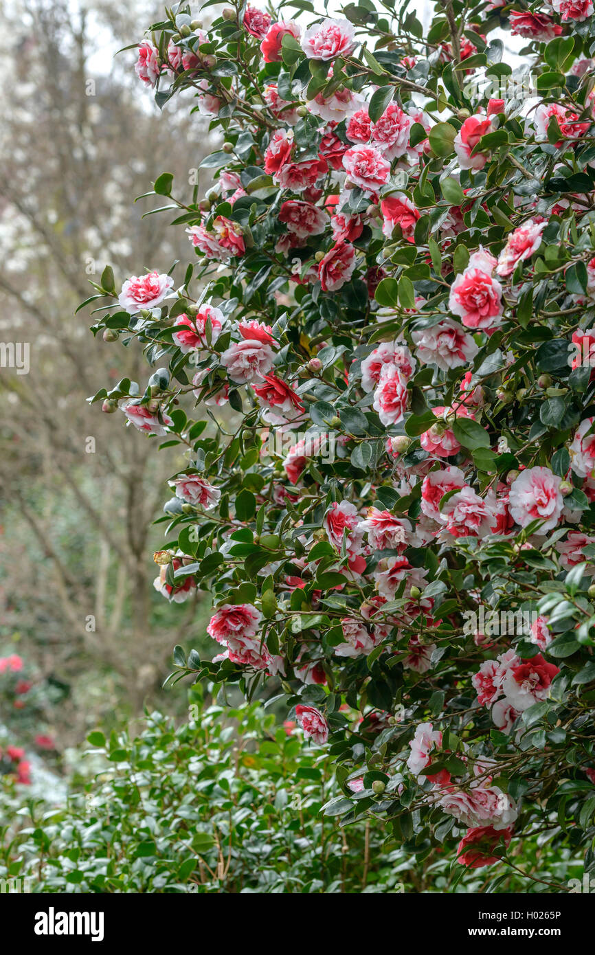 Japanese camellia (Camellia japonica Collettii, Camellia japonica Collettii), cultivar Collettii Stock Photo
