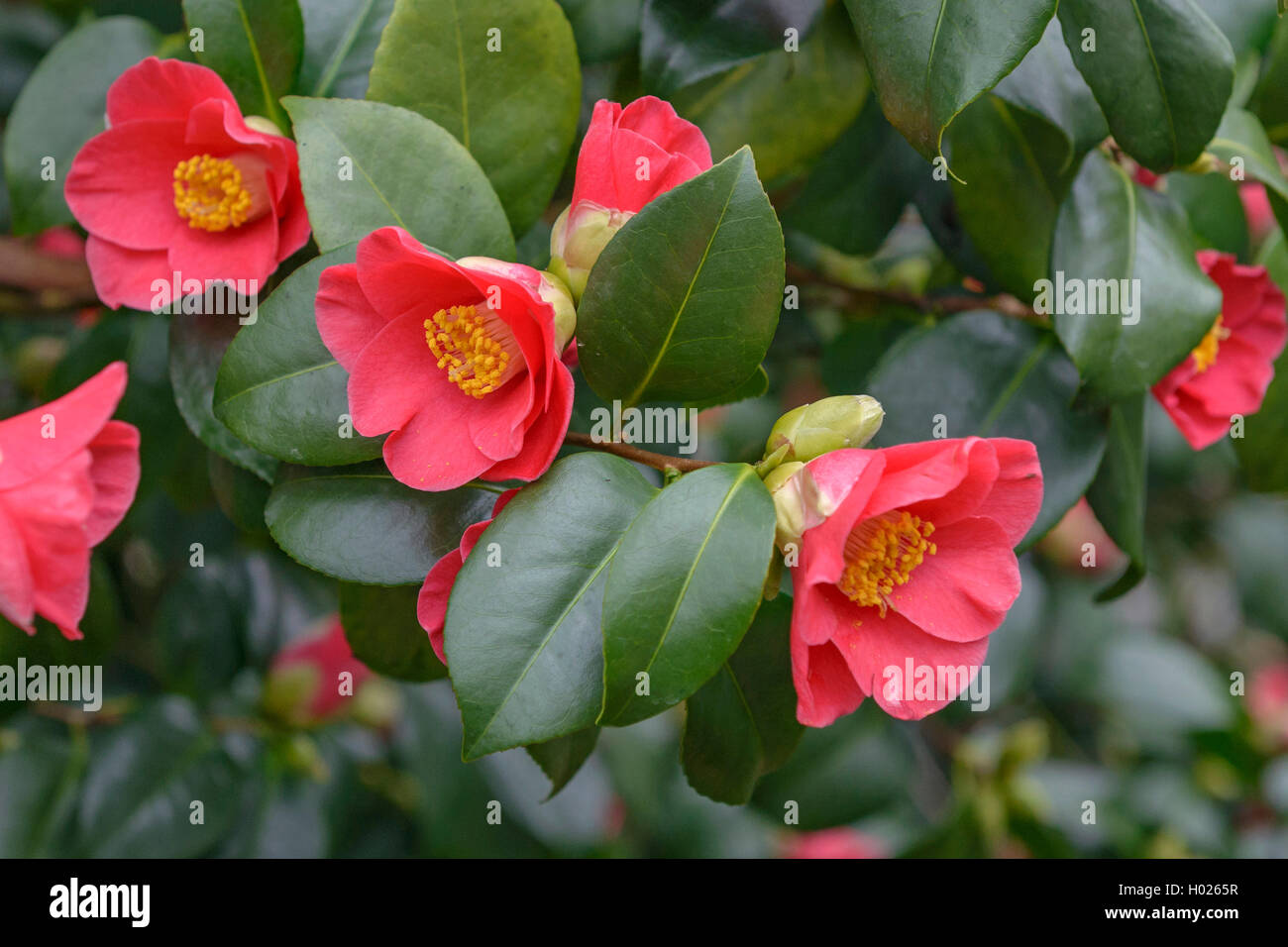 Japanese camellia (Camellia japonica 'Pillnitzer Kamelie', Camellia japonica Pillnitzer Kamelie), cultivar Pillnitzer Kamelie Stock Photo