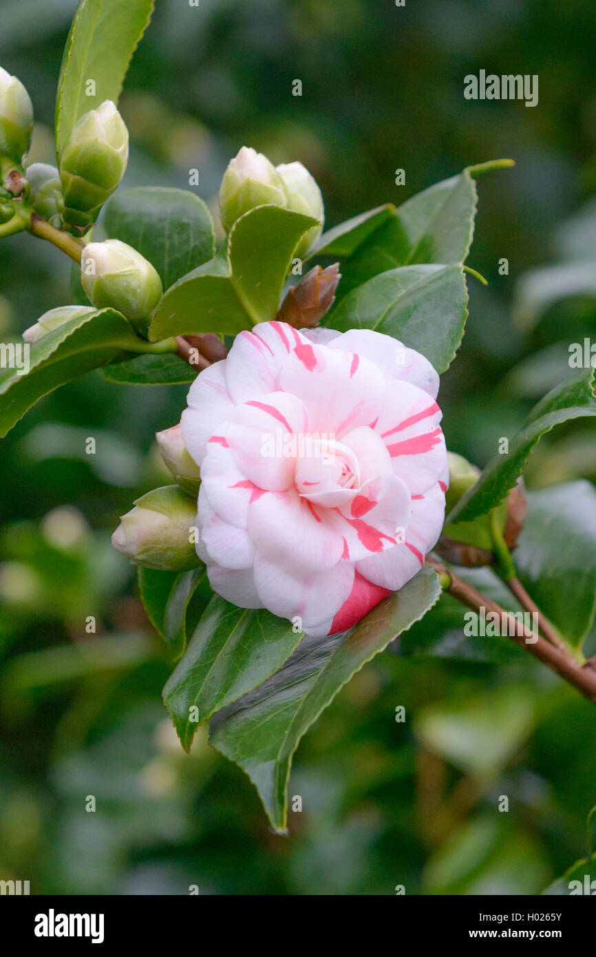 Japanese camellia (Camellia japonica 'Contessa Lavinia', Camellia japonica Contessa Lavinia), cultivar Contessa Lavinia Stock Photo