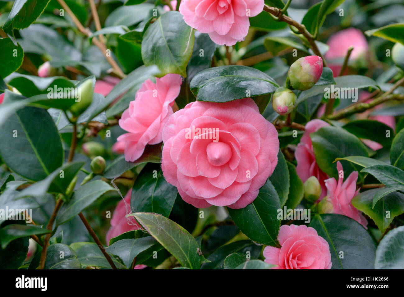 Japanese camellia (Camellia japonica 'Saccoi', Camellia japonica Saccoi), cultivar Saccoi Stock Photo