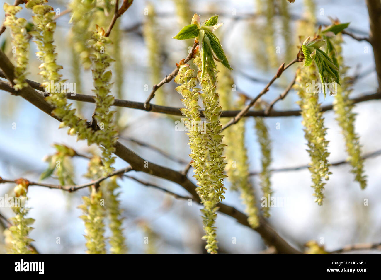 Gemeine Hainbuche, Weissbuche (Carpinus betulus), bluehender Zweig
