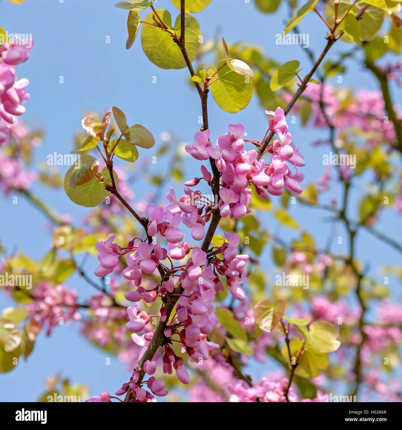 judas tree (Cercis siliquastrum), blooming branch Stock Photo