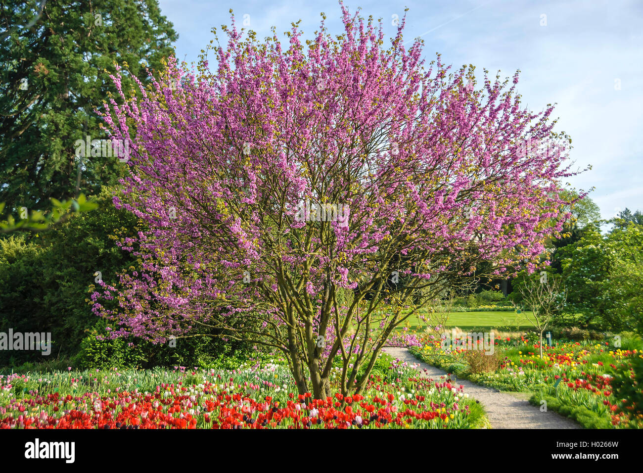 judas tree (Cercis siliquastrum), blooming tree with tulipbed, Germany, Baden-Wuerttemberg Stock Photo