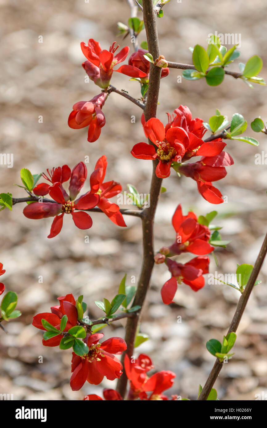 Ornamental quince (Chaenomeles speciosa 'Hot Fire', Chaenomeles speciosa Hot Fire), cultivar Hot Fire Stock Photo