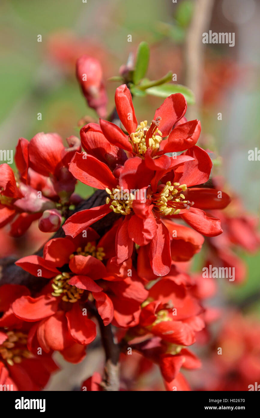 Ornamental quince (Chaenomeles speciosa 'Hot Fire', Chaenomeles speciosa Hot Fire), cultivar Hot Fire Stock Photo