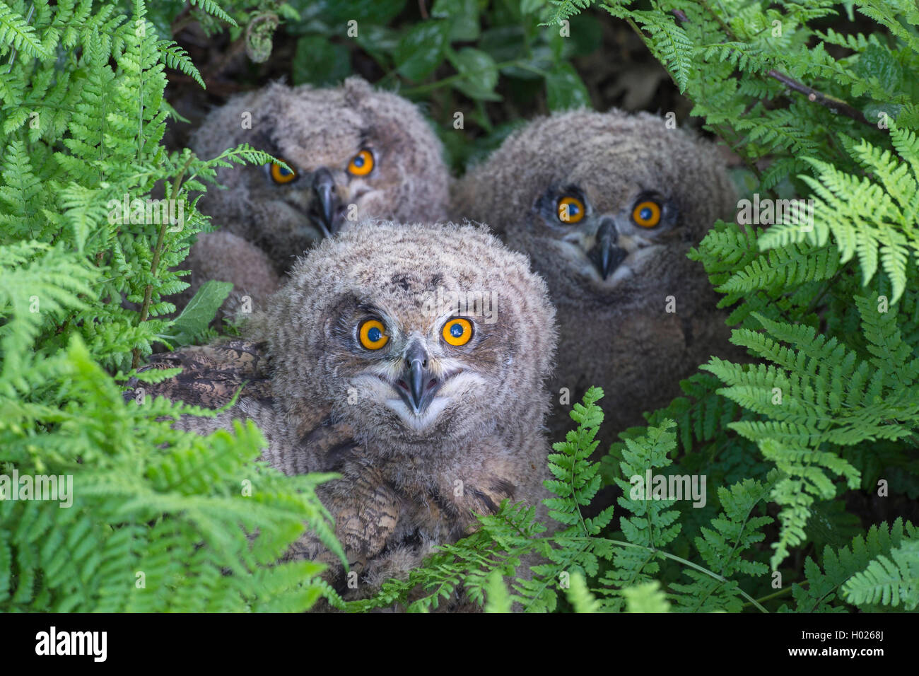 northern eagle owl (Bubo bubo), three young eagle owls in fern, front view, Germany, Lower Saxony Stock Photo