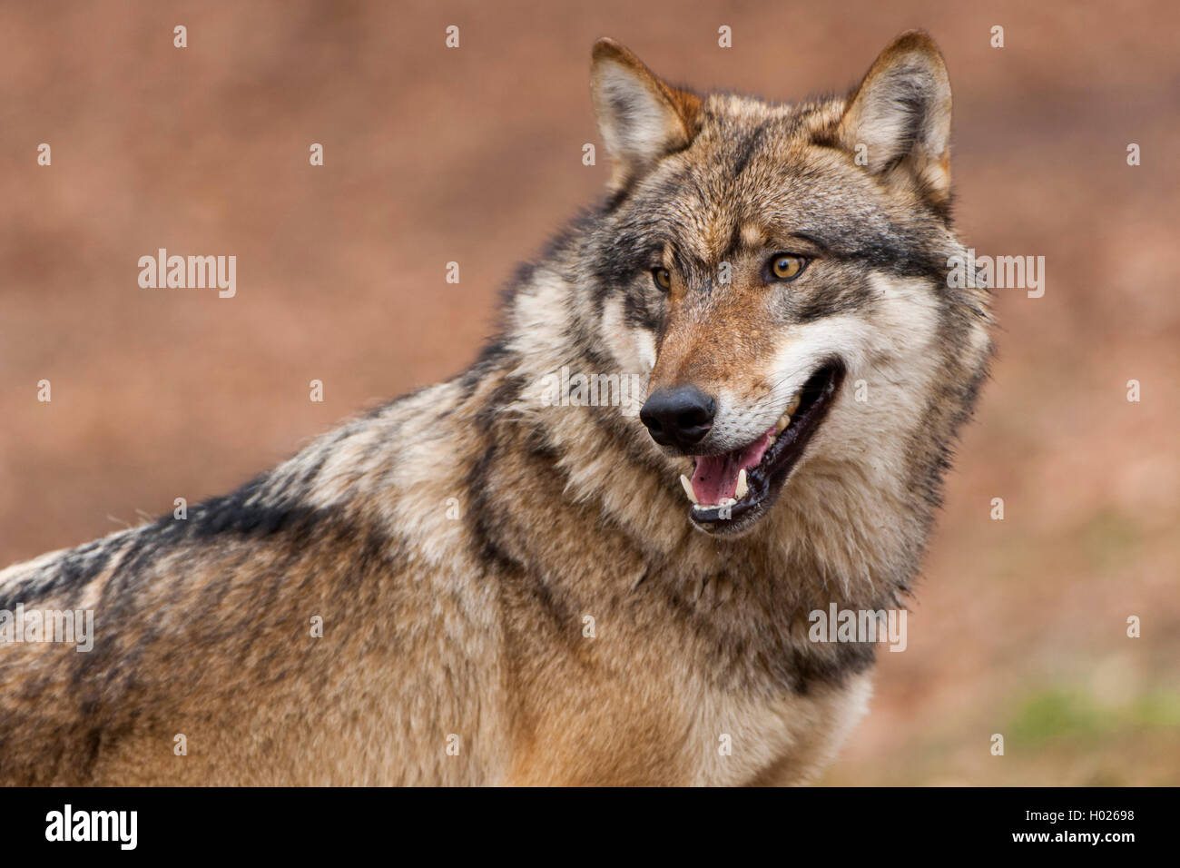 European gray wolf (Canis lupus lupus), portrait, Germany, Lower Saxony  Stock Photo - Alamy