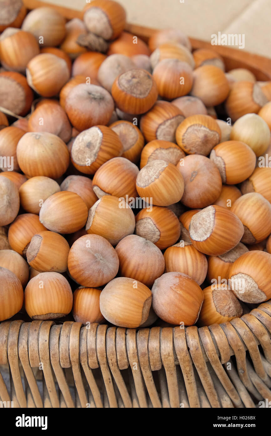 hazelnut (Corylus 'Daria', Corylus Daria), hazelnzts of cultivar Daria Stock Photo