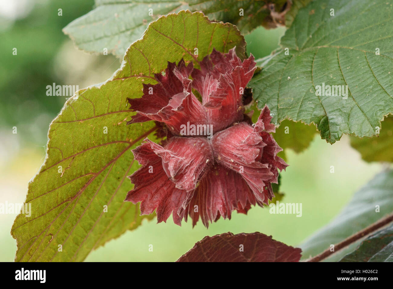 Common hazel (Corylus 'Rote Zellernuss', Corylus Rote Zellernuss), cultivar Rote Zellernuss, Germany, Saxony Stock Photo